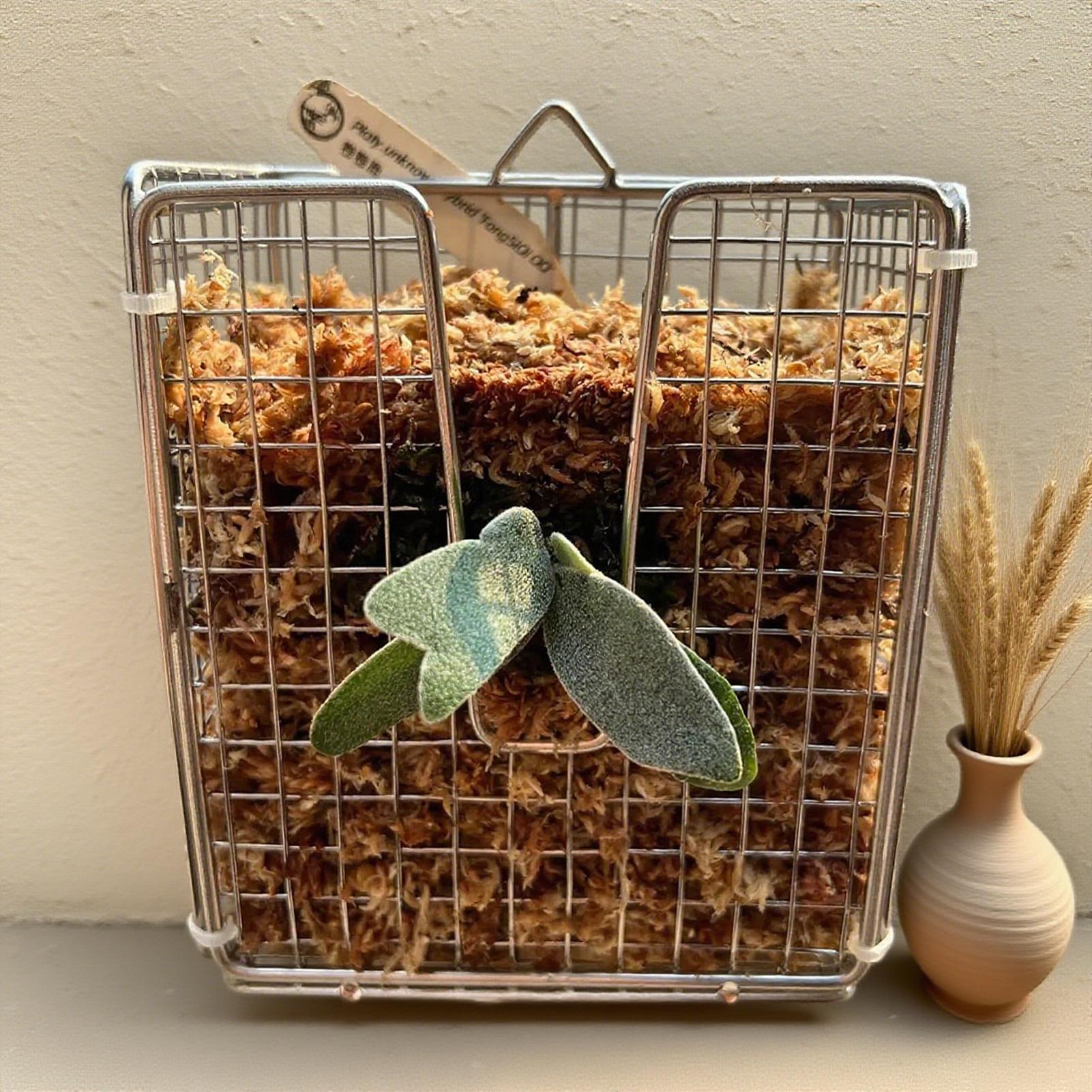 Kit Pemasangan Pakis Rusa dari - Vertical Wall Planter ulasan dan harga