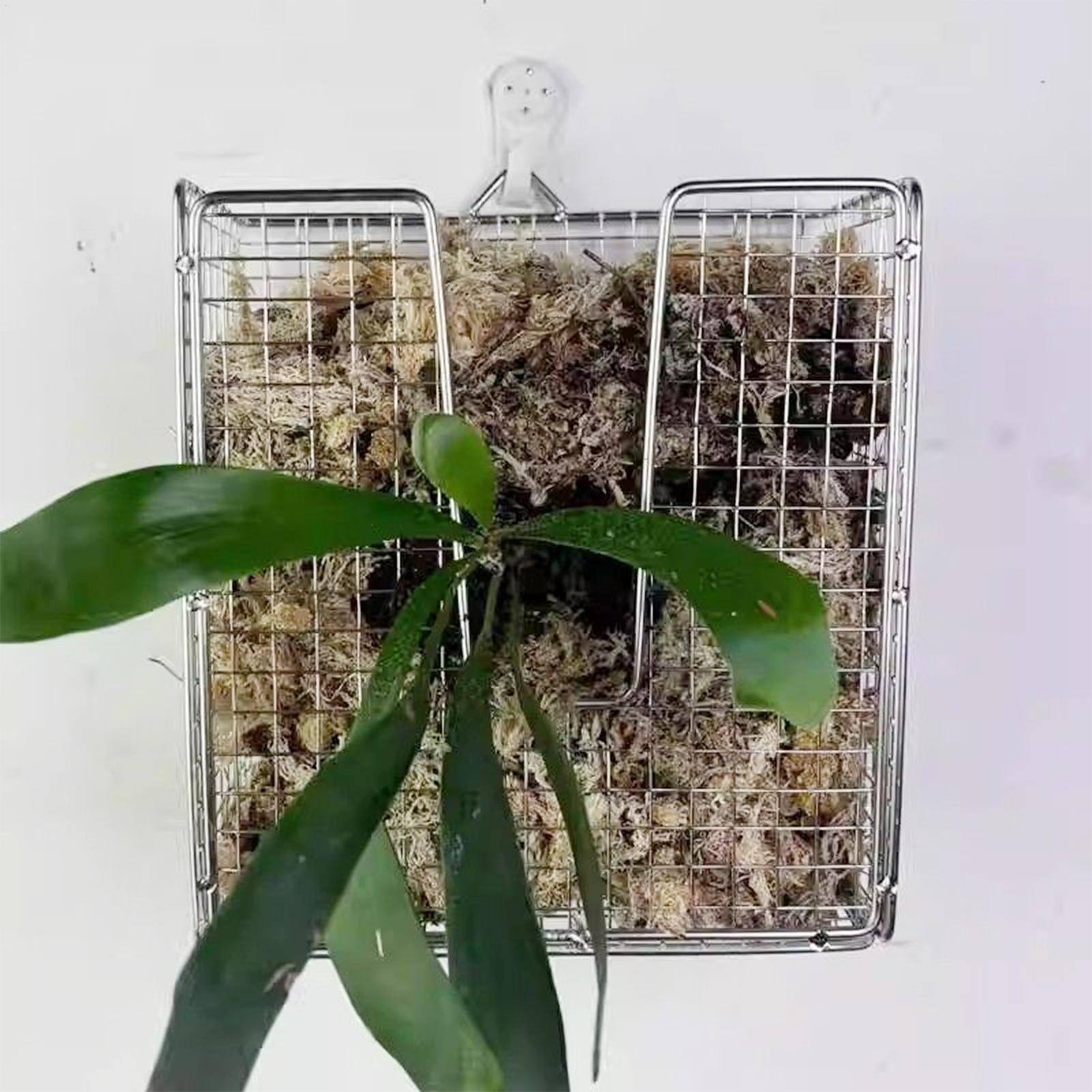 Kit Pemasangan Pakis Rusa dari - Vertical Wall Planter ulasan dan harga