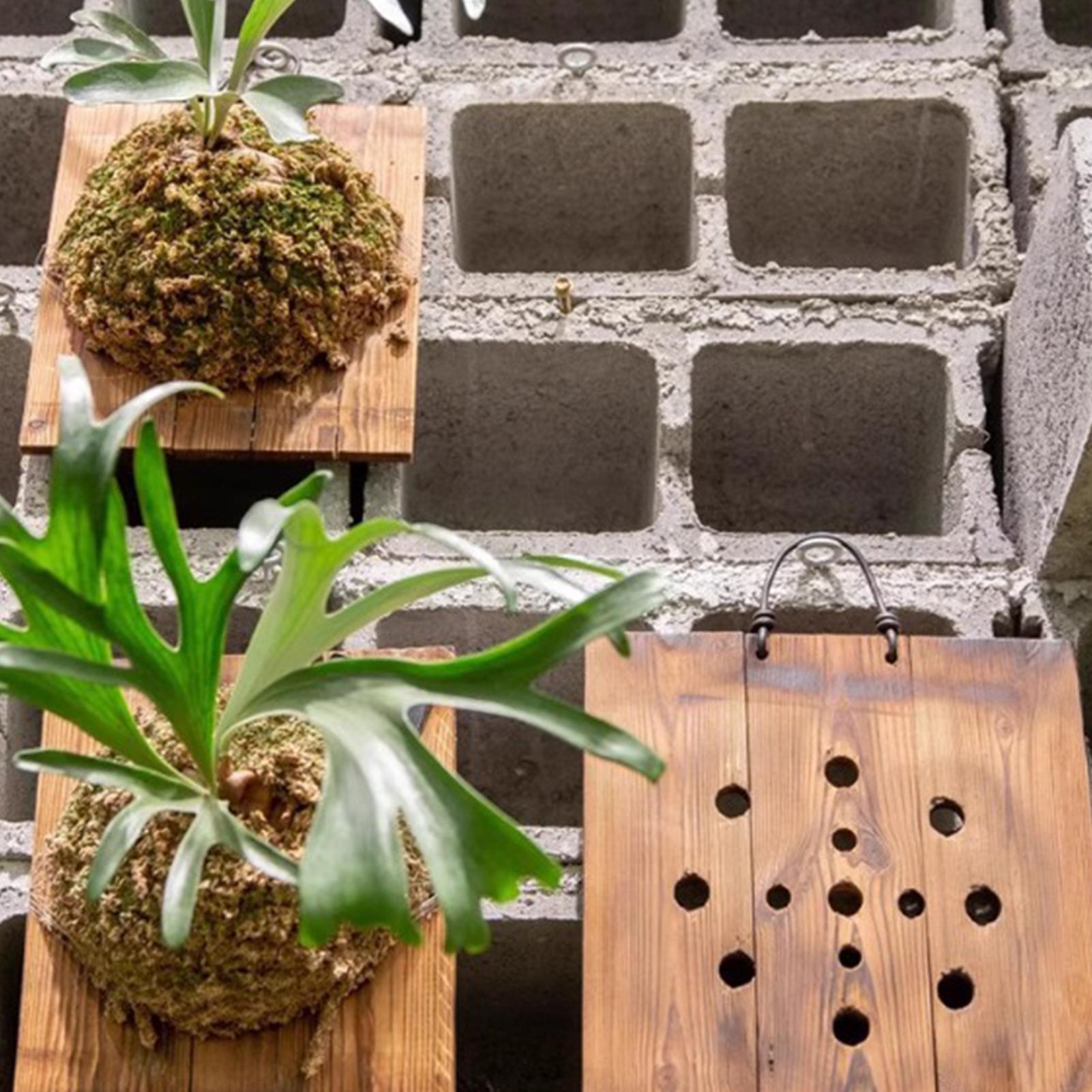 1 Buah Papan Gantung Pakis Sta - Vertical Wall Planter ulasan dan harga