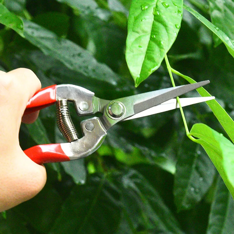 Gunting pangkas baja tahan kar - Gardening Tools Pink ulasan dan harga