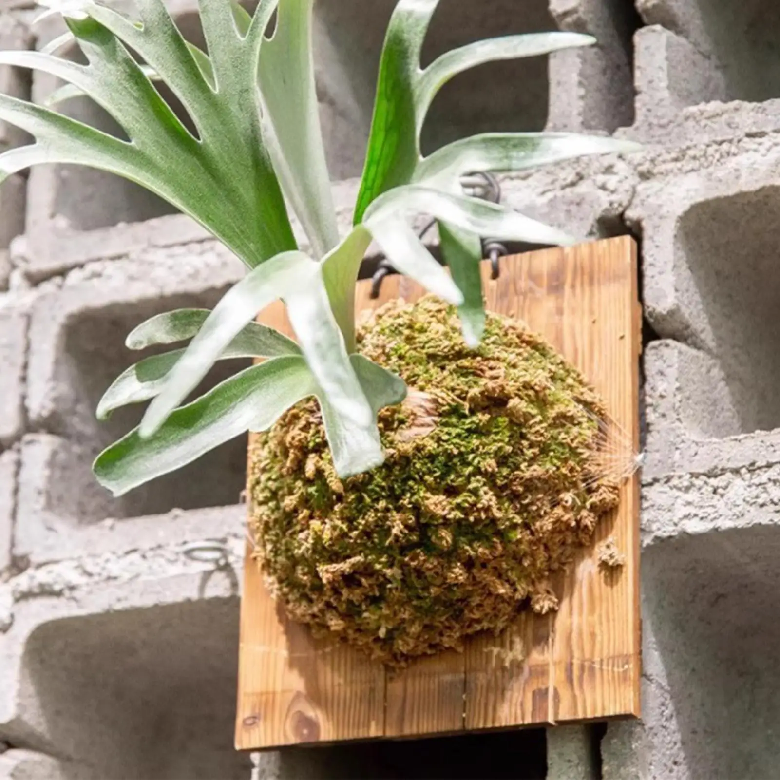 1 buah papan gantung tanaman h - Vertical Wall Planter ulasan dan harga