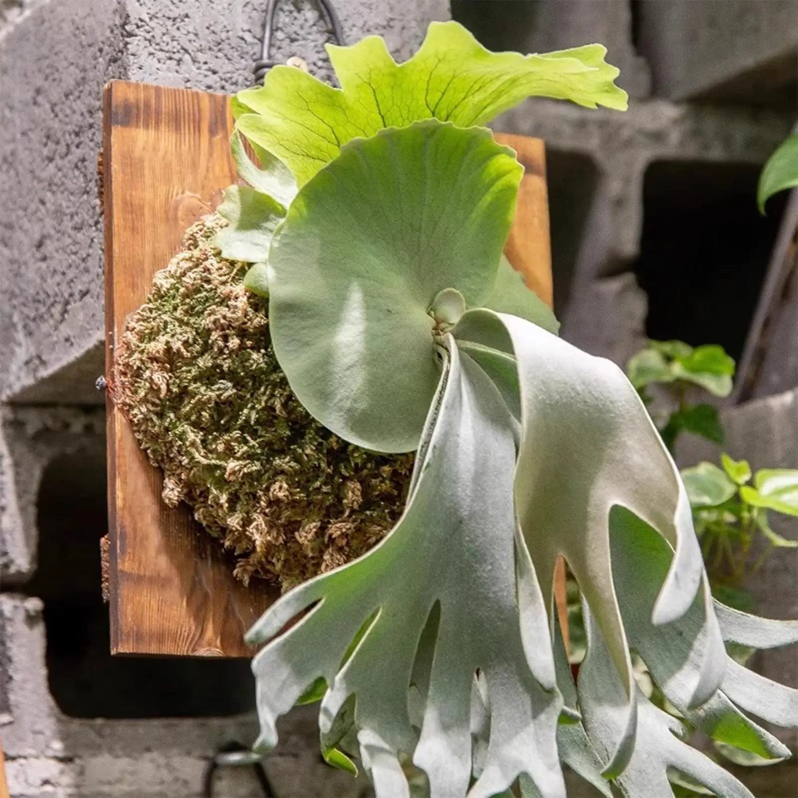 1 buah papan gantung tanaman h - Vertical Wall Planter ulasan dan harga